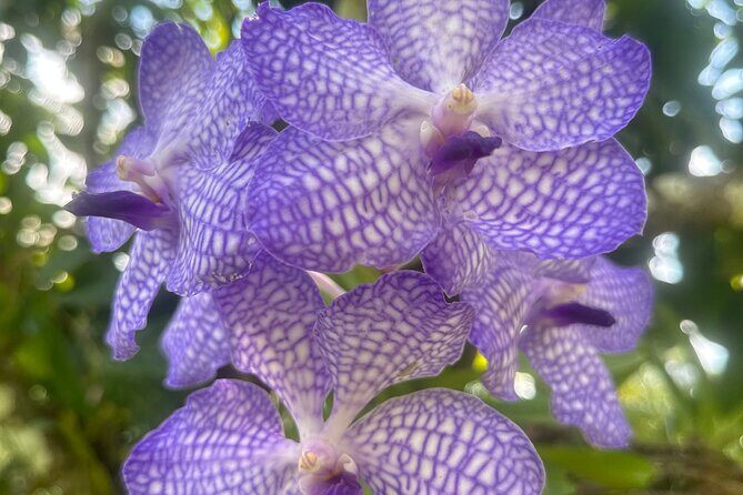 1/2 Day Puerto Vallarta Botanical Garden tour - Key highlights you’ll care about