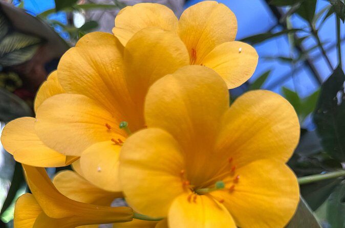 1/2 Day Puerto Vallarta Botanical Garden tour - Price and Value: Is $49.50 a Good Deal?