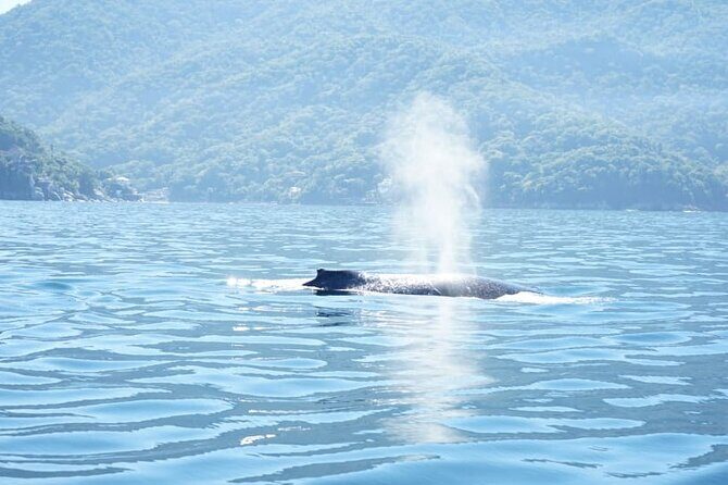 3 Hours of Whale Watching in Puerto Vallarta - Key Highlights You’ll Care About