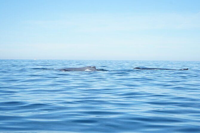 3 Hours of Whale Watching in Puerto Vallarta - Quick Look: What This Puerto Vallarta Whale Trip Really Is