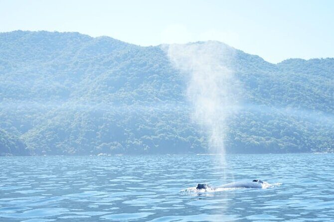 3 Hours of Whale Watching in Puerto Vallarta - Boarding and Lifevest Time: Small-Boat Reality Check