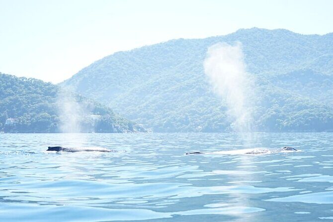 3 Hours of Whale Watching in Puerto Vallarta - Bay of Banderas Viewing: What You’ll Notice On the Water