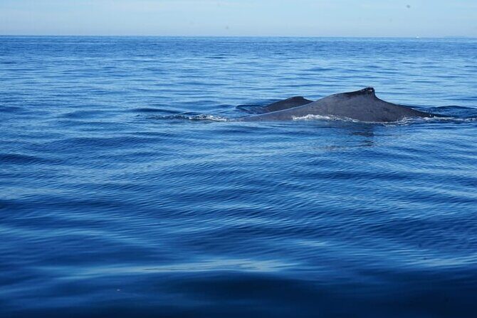 3 Hours of Whale Watching in Puerto Vallarta - Meeting at Los Peines: Getting Sorted Without Drama