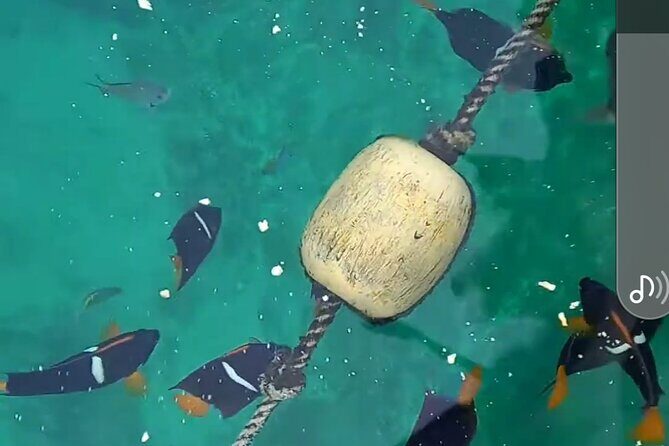 All-inclusive Colomitos cruise and Animas beach snorkeling - Playa Colomitos Snorkeling in Jalisco’s Clear Water