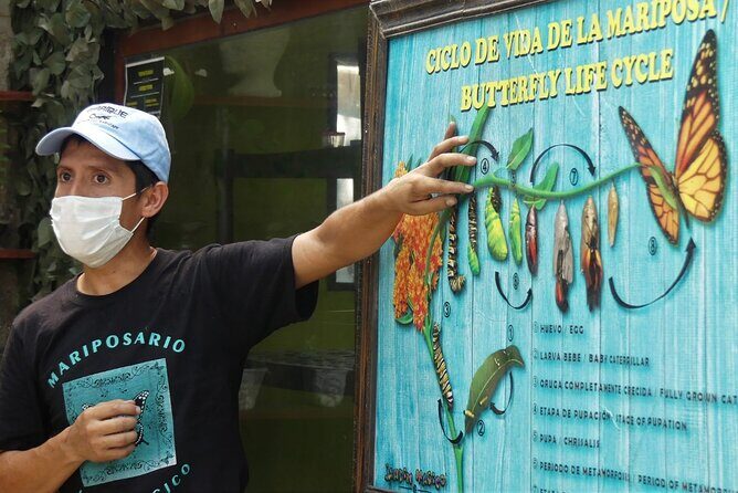 Butterfly Sanctuary & Museum Guided Tour in Puerto Vallarta - Key Highlights You’ll Actually Feel