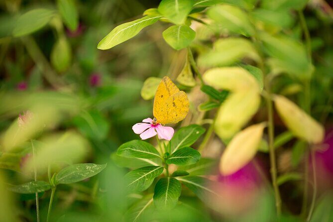 Butterfly Sanctuary & Museum Guided Tour in Puerto Vallarta - Butterfly Sanctuary Mariposario Jardin Magico: A Real Nature Visit