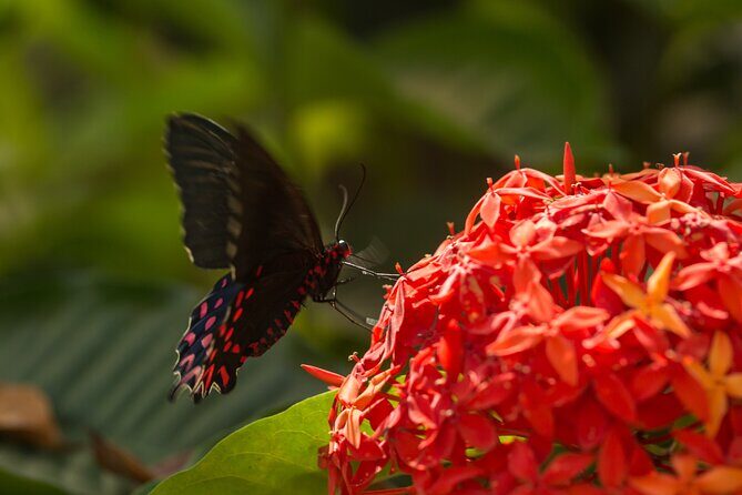 Butterfly Sanctuary & Museum Guided Tour in Puerto Vallarta - The Butterfly Release Moment: Helping a Three-Hour-Old Butterfly Fly
