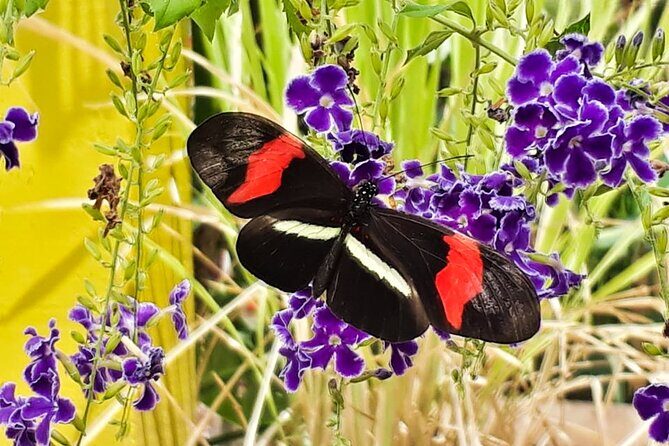 Butterfly Sanctuary & Museum Guided Tour in Puerto Vallarta - What You Learn Here Changes How You Look at Butterflies