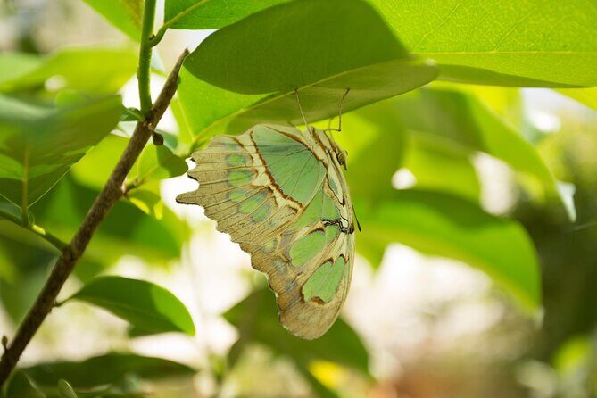 Butterfly Sanctuary & Museum Guided Tour in Puerto Vallarta - Logistics From Puerto Vallarta: Off the Beaten Path, Not Impossible