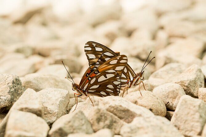 Butterfly Sanctuary & Museum Guided Tour in Puerto Vallarta - Who This Tour Fits Best (And Who Should Skip It)