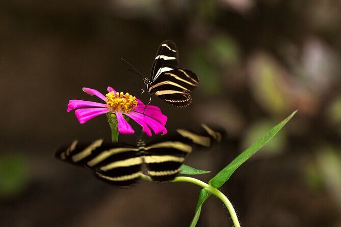 Butterfly Sanctuary & Museum Guided Tour in Puerto Vallarta - Price and Value: Is $28 Fair for What You Get?