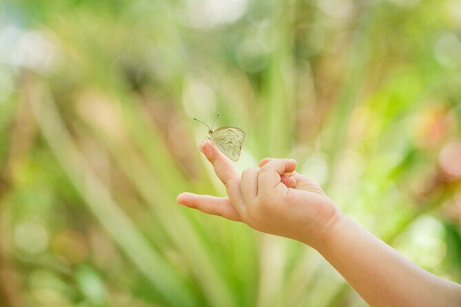 Butterfly Sanctuary & Museum Guided Tour in Puerto Vallarta - Stop 1: Mariposario Jardin Magico and the Guided Sanctuary Stroll
