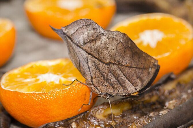 Butterfly Sanctuary, Museum & Lunch with Transport - Key things to know before you go