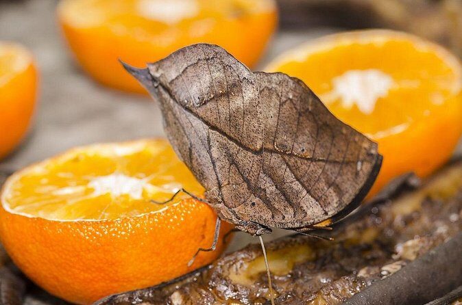 Butterfly Sanctuary, Museum & Lunch with Transport - Round-trip hotel pickup: easy on your schedule, worth the hassle it saves