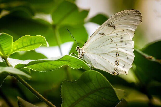Butterfly Sanctuary, Museum & Lunch with Transport - Mariposario Jardin Magico: your guided walk with butterflies overhead