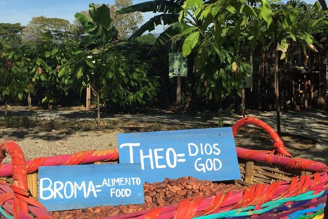 Chocolate Tour in Vallarta - Key Things You’ll Notice at Planeta Cacao