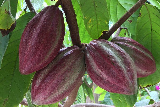 Chocolate Tour in Vallarta - Why This Chocolate Tour Feels More Like a Cacao Garden School
