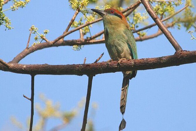 Desembocada and Ameca River Bird Paradise (Wetland and Tropical birds in PV) - Key Points You’ll Actually Care About