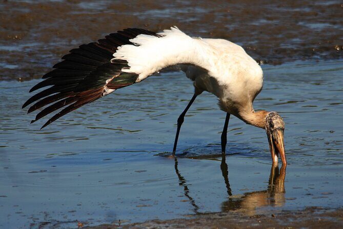 Desembocada and Ameca River Bird Paradise (Wetland and Tropical birds in PV) - Desembocada Wetlands: Mangroves, Tropical Birds, and the Crocodile Question
