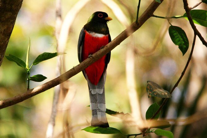 Desembocada and Ameca River Bird Paradise (Wetland and Tropical birds in PV) - Ameca River Birding: Scopes, Calls, and Productive Stops