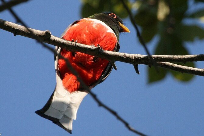 Desembocada and Ameca River Bird Paradise (Wetland and Tropical birds in PV) - What You Actually Get: Snacks, Coffee, and a Keep-For-Reference Checklist