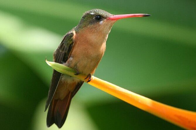 Desembocada and Ameca River Bird Paradise (Wetland and Tropical birds in PV) - Pace, Comfort, and Logistics That Matter (Without Making It Complicated)