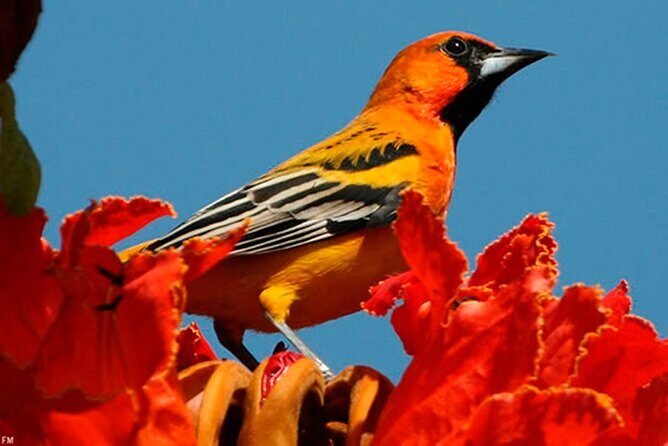 Desembocada and Ameca River Bird Paradise (Wetland and Tropical birds in PV) - Playa Boca de Tomates: Your First Real Chance to Read the Habitat