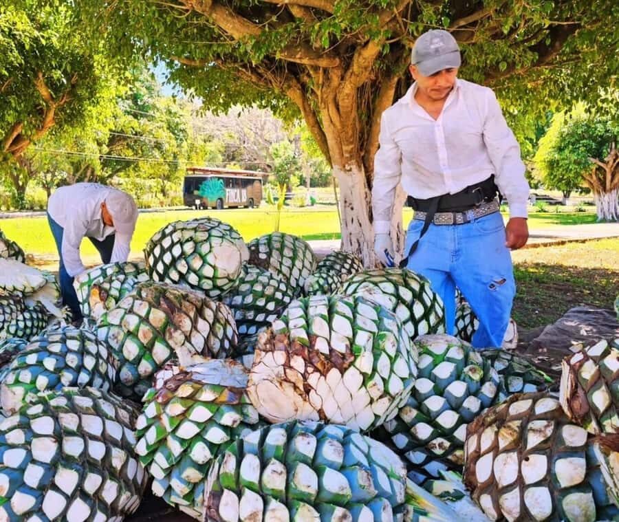Finca 18 Tequila Tour w/ Chocolate Pairing + Pickup Point - Tour walk: agave nursery, fields, and the distillery section