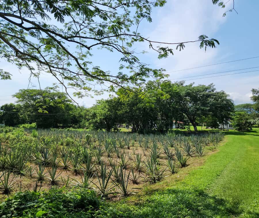 Finca 18 Tequila Tour w/ Chocolate Pairing + Pickup Point - The 5-course agave spirits tasting with Master Distiller guidance