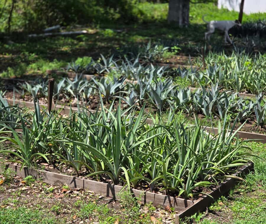 Finca 18 Tequila Tour w/ Chocolate Pairing + Pickup Point - What to bring (and what to skip)