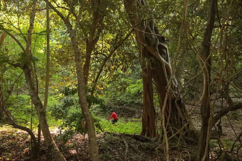 From Puerto Vallarta: Jungle Mountain Bike Tour - What to do on the day: small tips that help a lot