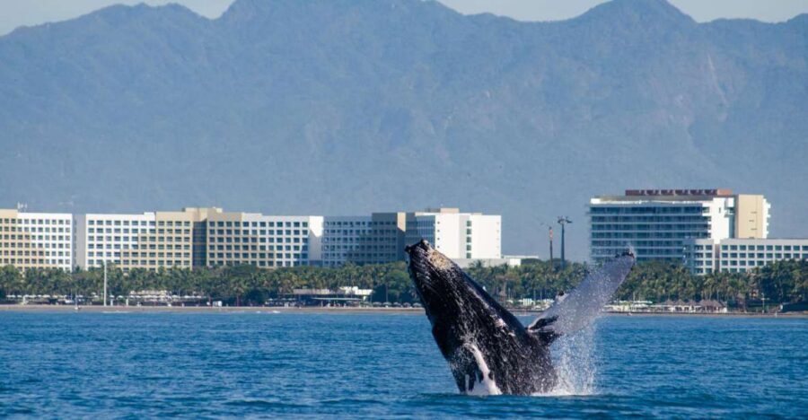 From Puerto Vallarta/Nuevo Vallarta: Whale Watching Cruise - Modern catamaran whale watching from Puerto Vallarta