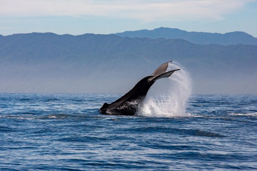 From Puerto Vallarta/Nuevo Vallarta: Whale Watching Cruise - Out on the water: what whale watching looks like here