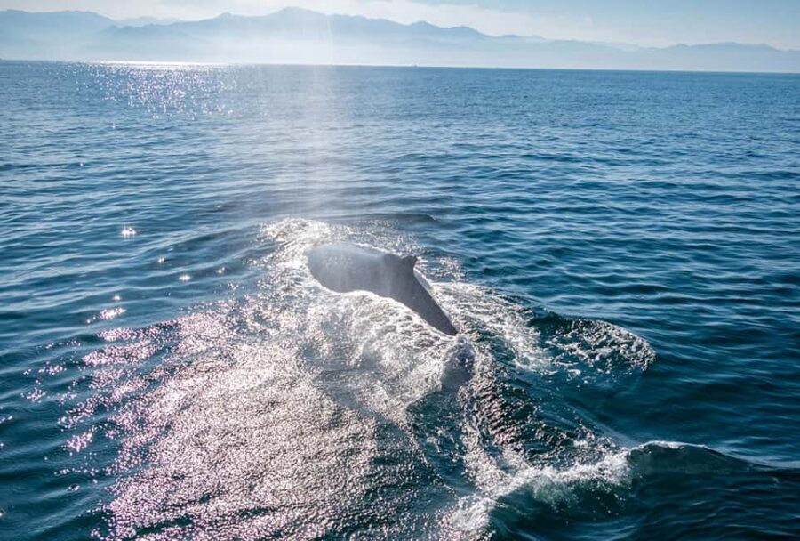 From Puerto Vallarta/Nuevo Vallarta: Whale Watching Cruise - When whales breach (and when they don’t)