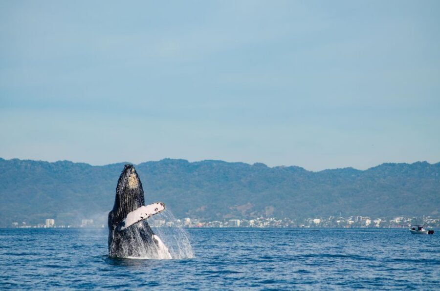 From Puerto Vallarta/Nuevo Vallarta: Whale Watching Cruise - Rain or shine, and what that means for your day