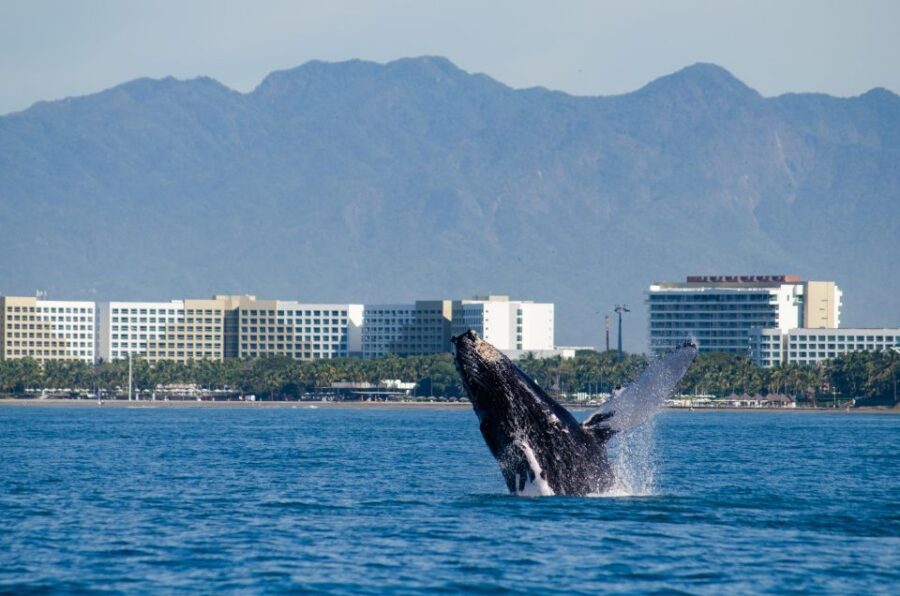 From Puerto Vallarta/Nuevo Vallarta: Whale Watching Cruise - Getting to the piers: where you’ll start and end