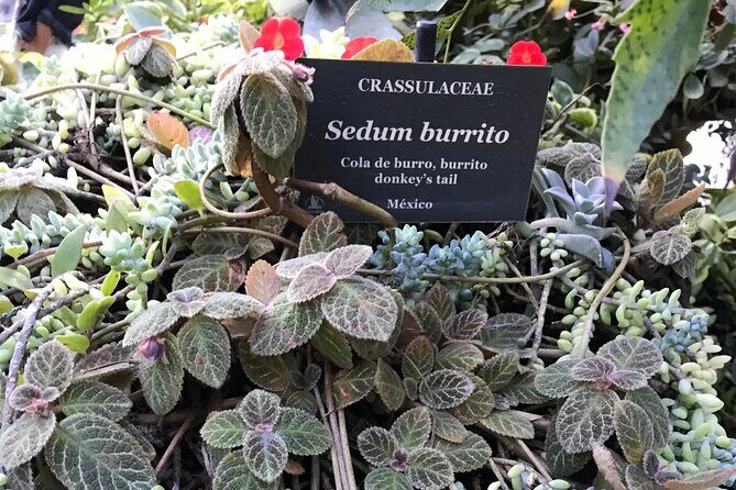Full Day Puerto Vallarta Botanical Garden Tour - A 6-to-7-hour garden day from Zona Romántica