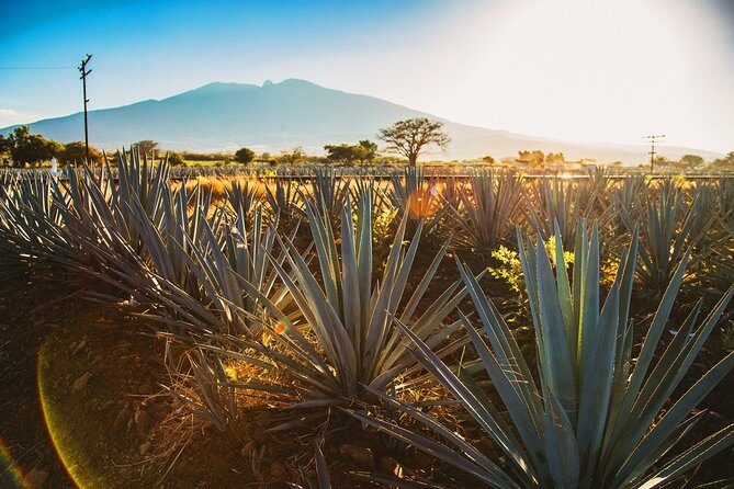 Full-Day Tequila, Jalisco from Puerto Vallarta with Tequila Experience - Jose Cuervo Forum: the brand-name stop that makes tasting make sense
