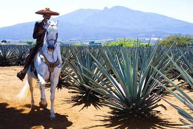 Full-Day Tequila, Jalisco from Puerto Vallarta with Tequila Experience - Who should book this Tequila day trip?