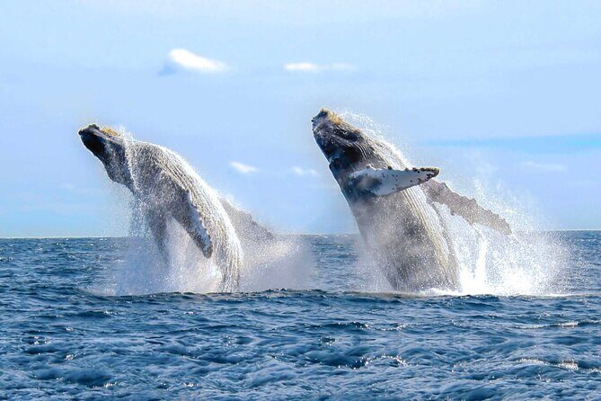 Half Day Private Sailing Cruise Puerto Vallarta with Snorkeling - Crew energy: the difference between a ride and a day out