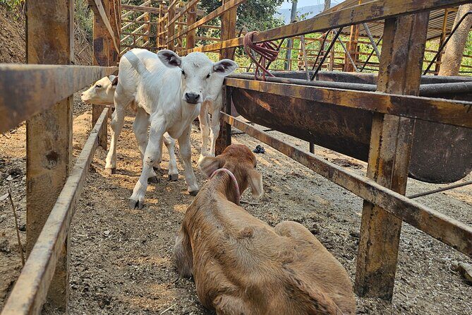 Hands-on Mexican Farm Experience: from Cow to Cheese - Tortilla-Making From Scratch: Hand-Pressed and Hot Off the Griddle