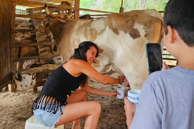 Hands-on Mexican Farm Experience: from Cow to Cheese - Cheese-Making: Seeing the Artisanal Steps Up Close