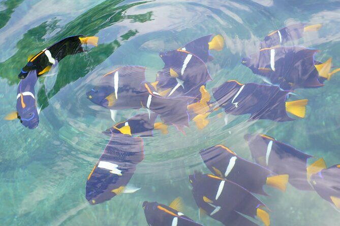 Hidden Beach Snorkeling Adventure - Majahuitas Beach snorkeling: fish, comfort, and good guidance
