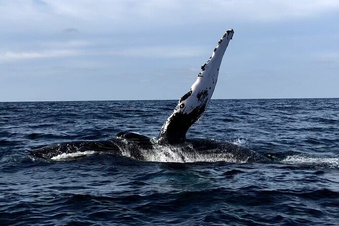 Humpback Whale Watching • Private Tour • Punta Mita - Key things to know before you go