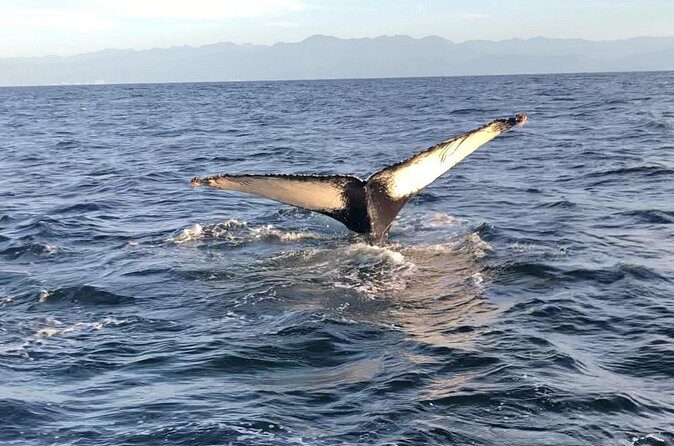 Humpback Whale Watching • Private Tour • Punta Mita - Getting to the Boat: Punta Mita Pier and Grimar Adventures