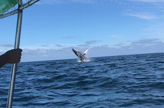 Humpback Whale Watching • Private Tour • Punta Mita - The Whale Search: How the Captain Looks Without Rushing