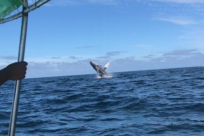 Humpback Whale Watching • Private Tour • Punta Mita - Watching Humpbacks Up Close: What You Can Expect to See