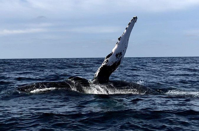Humpback Whale Watching • Private Tour • Punta Mita - Stop 1 at Punta de Mita: Why This Launch Area Matters