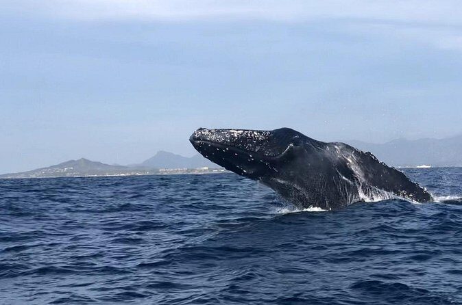Humpback Whale Watching • Private Tour • Punta Mita - On-Board Comfort: Calm Viewing and Included Drinks