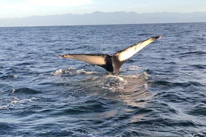 Humpback Whale Watching • Private Tour • Punta Mita - What’s Included on the Water (and What You’ll Want to Bring)